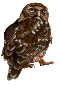 Barking-owl